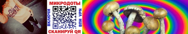 Псилоцибиновые грибы Cubensis  где купить наркоту  кракен зеркало  Кемерово 